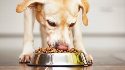 Köpekler günde kaç kez yemek yemeli? Bildiğiniz tüm doğruları unutun