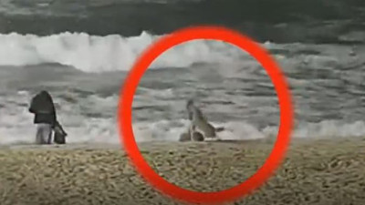 Çakal şehre indi çocuğu parçaladı polis kurşunu hayatını kurtardı