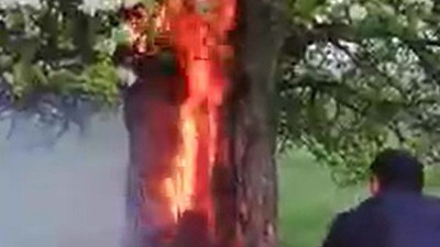 Yıldırım isabet eden ağaç alev alev yandı