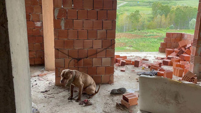 İnşaatta bulunan Pitbull barınağa götürüldü