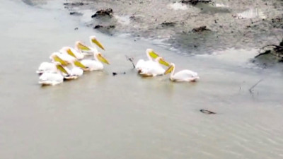 Pelikanlardan Erzincan çıkarması