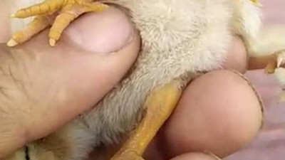 4 ayaklı civcivi gören köylü gözlerine inanamadı