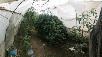 Sera'da Hint keneviri yetiştirirken yakalandı