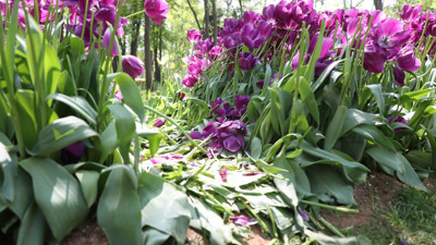 Katledilen laleler için belediye harekete geçti. Gülhane’deki rezilliğin ardından