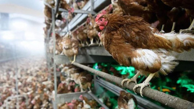 Kuş gribi nedeniyle 1,7 milyon kanatlı hayvan itlaf edildi