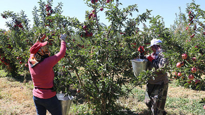 Denizli Çivril’de icradan satılık elma bahçesi