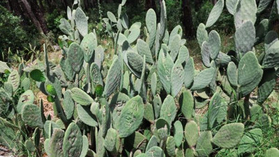 Kaktüslere isim yazmanın sırrı ortaya çıktı