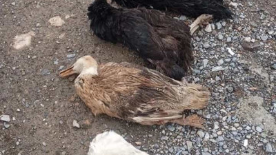 Sokak köpekleri onlarca kümes hayvanını boğdu