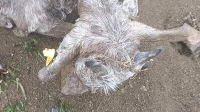 Siirt'te sel: 30 küçükbaş hayvan telef oldu