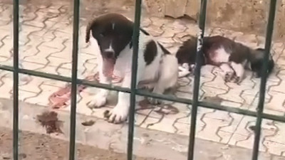 Yavru köpekler bakımsızlıktan öldü. Belediye sessizliğe gömüldü