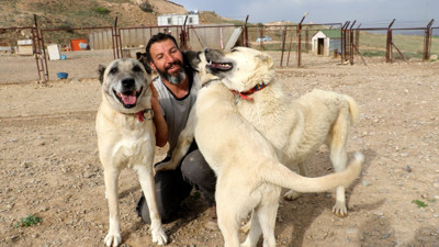 Kangalların hiç bilinmeyen özelliği. Diğer köpeklerde böyle bir şey yok