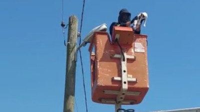 Elektrik direğinde kedi kurtarma operasyonu. İnatçı kedi ekiplere zor anlar yaşattı