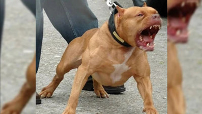 Savcılıktan dört kişiyi yaralayan pitbull cinsi köpekle ilgili flaş karar