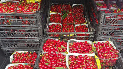 Yeni hasat Kiraz’ın kilosu 1000, tanesi 5 lira!