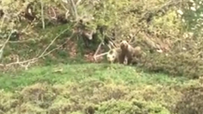 Ormanda ayılarla burun buruna geldi. Öyle bir şey dedi ki ayılar arkasına bakmadan kaçtı