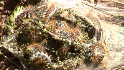 Adalar'ı kabusa çevirdiler. İstanbul Adaları'nın kurtuluşu sineklerde