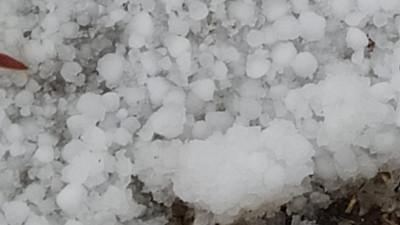 Mayıs ayında yağan dolu 10 dakikada her yeri beyaza bürüdü.