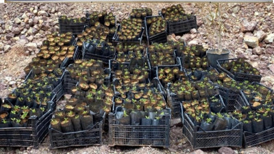 Plastik kasada kenevir yetiştiren şahıslar yakalandı