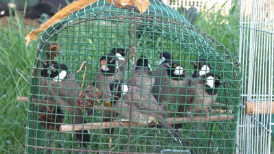 Bu bir güler misin ağlar mısın haberidir: Yurda kaçak sokulmaya çalışılan bülbüllerden 10 tanesi Arap çıktı