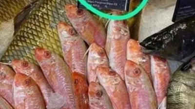 Barbun bağımsızlığını ilan etti. Eğleniyor muyuz gençler