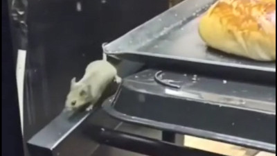 Müşterileri şoke eden fare görüntüsü. Cep telefonuyla kaydettiler