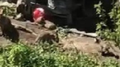 Hamile tilki odunlukta anne oldu