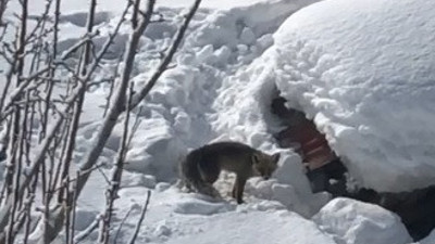 Odunluklarına giren tilkinin 5 yavrusu oldu