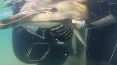 Zamana karşı yarıştılar. Kıyıya vuran yunusu böyle hayata döndürdüler