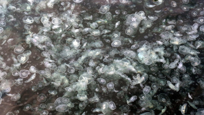 İstanbul Boğazı'nda istila. Sahili denizanası sardı