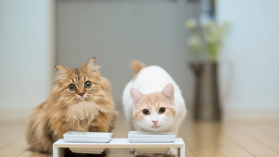 Japon araştırmacılar kanıtladı. Kediler insanlar gibi birbirlerini isimleriyle biliyor