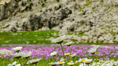 Baharın renkleri yaylaları süsledi. Cennetten bir köşe gibi