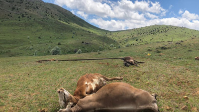 Elektrik direği devrildi: 3 inek telef oldu