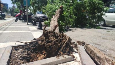 Fırtına ağaçları devirdi