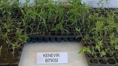 Samsun'da fide kenevir yakalandı