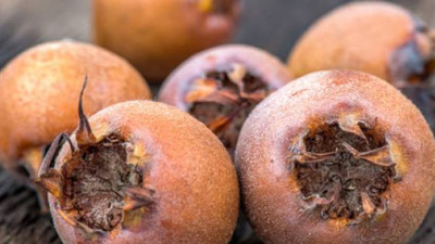 Muşmula çekirdeğinin faydası neler?