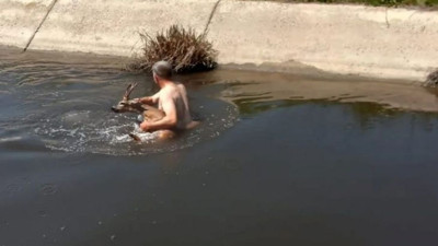 Sulama kanalına düşen karacanın imdadına muhtar yetişti