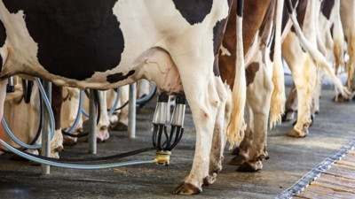 Artan maliyetler süt üreticilerini buna zorluyor... İneklerini ağlayarak kesime gönderiyorlar