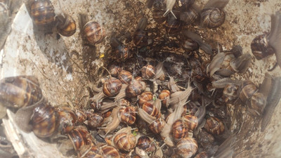 Öyle bir hayvan avladı ki jandarmayı şok etti. Yüzlercesini dakikalar içinde yakaladı