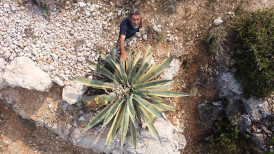 Kayalık alanda kendiliğin çıktı boyu 25 günde 4 metreyi aştı