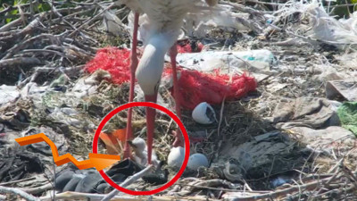 ''Yaren'' leyleğin bu yılki ilk yavrusu yumurtadan çıktı