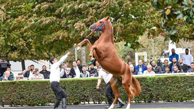 TİGEM bu yıl 280 tayın satışını yapacak