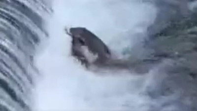 Zonguldak'ta çalıların arasından ok gibi fırladı ördeği boynundan kaptı