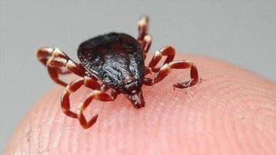 Sivas'ta kene can aldı