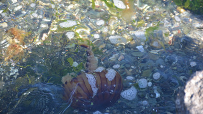 Sahile giden vatandaşlar şok oldu. Müsilajdan sonra ortaya çıktı. Dikkat zehirli