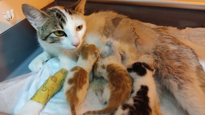 Doğum yapamayan kedinin imdadına imam yetişti. Sezaryen yapıldı