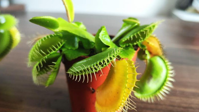 Yurt dışından getirdi yok satıyor. Sadece sinek ve böcekle besleniyor