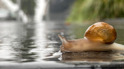 Yağmur yağdığında salyangozlar neden ortaya çıkar?