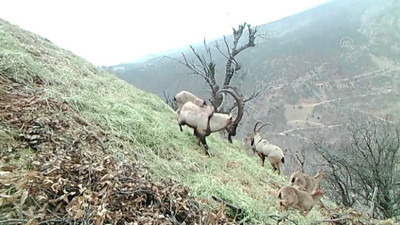Tunceli'de yaban hayatı fotokapanla görüntülendi