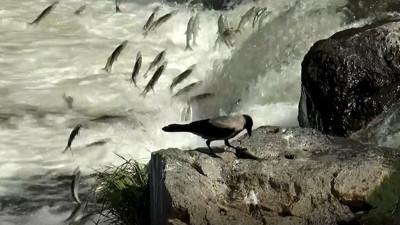 İnci kefallerinin tersine göçü bölgeyi hareketlendirdi. Vatandaşlar o göçü izlemek için bölgeye akın etti