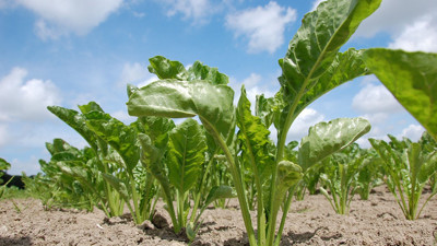 Pancar çiftçisine 490 milyon TL avans ödemesi yapılacak